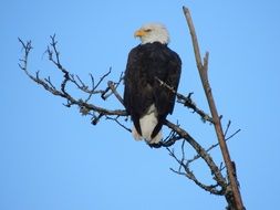 Eagle on the tree against the sky