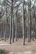 wild forest nature