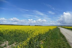 dirt road along a rapeseed field