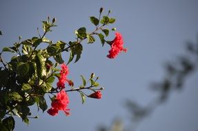 Red Flowers Natural Beauty closeup