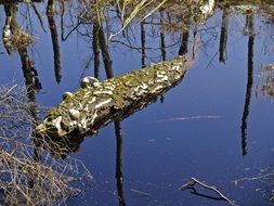 Swamp Birch in Reserve Moor