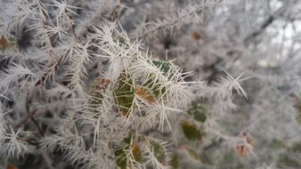 frost on a tree in winter