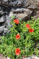 small bush with red flowers near the stones