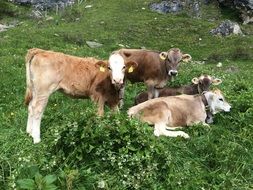 four cute red calves on meadow