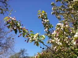 tree in bloom under the bright sun in spring
