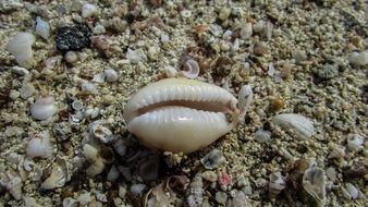 natural shell on the beach