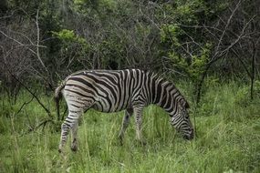 zebra on green meadow Africa Landscape