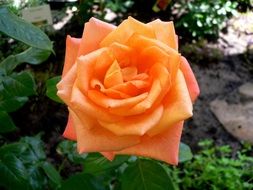 orange rose in the flowerbed on a blurred background