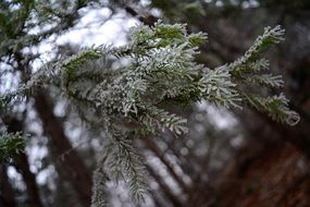 Frosty Pine needles