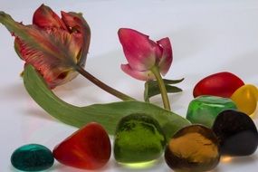 Beautiful and colorful tulip flowers and and colorful Stones