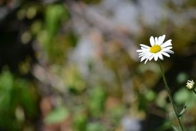 photo of daisies on a muddy background