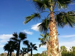 Palm Tree Sky tropical Landscape