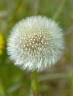 Close up photo of Dandelion plant