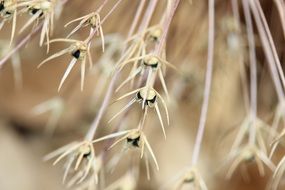 Macro photo of the plant in summer