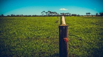 farm field in summer