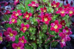 bush with bright pink flowers close up on a blurred background