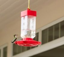 hummingbird feeding