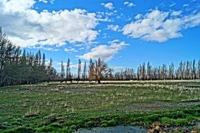 extraordinary Swamp Forest
