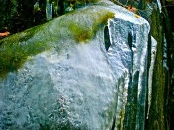 natural art of iced plants in winter