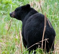 foraging black bear