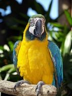 colorful parrot in nature