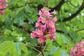 picturesque and pretty pink Blossom