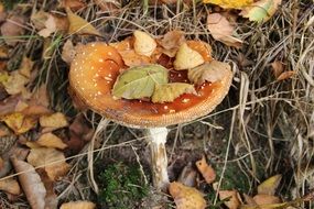 autumn mushrooms among dry grass closeup