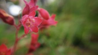 red flowers on blurry background close-up