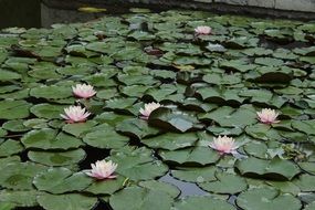 many water lilies on the lake