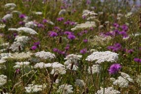 Meadow Wild Flower