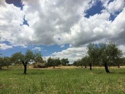 white clouds over a green garden