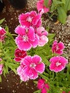 Dianthus or Carnation