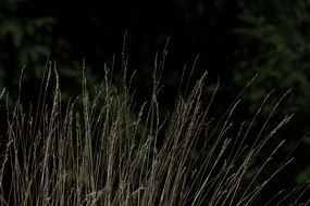 tall grass in the dark twilight