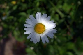 play of light and shadow on a white daisy