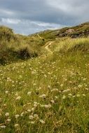 green field path view