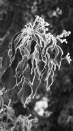 Black and white photo of frost
