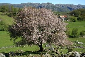 magic beauty Spring Plant