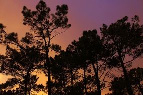 silhouettes of trees against the background of an orange sunset sky