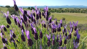 lavender on the field on a sunny day closeup