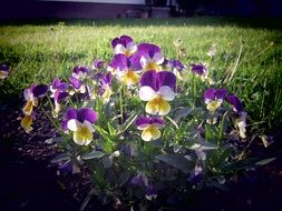 tricolor violets on a background of green meadow