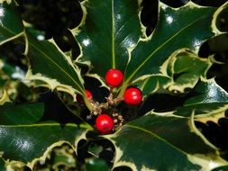 mountain berry