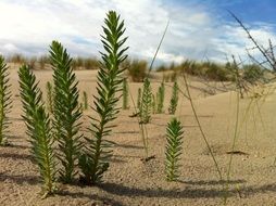 Plant Green Dunes