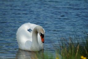 stunning Swan on Lake