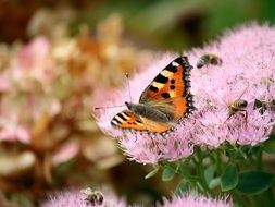 butterfly and insects on a light pink lush inflorescence