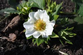 white flowering of a strawberry bush