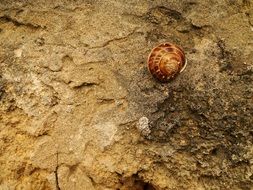 snail shell on brown ground