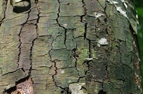 Close-up cracked tree bark