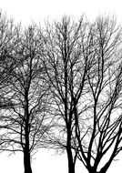 dark trees without leaves as a contrast