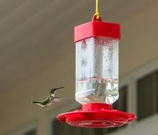 hummingbird feeder