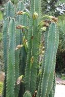 Columnar cacti in Costa Rica